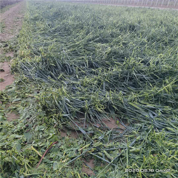 中國(guó)人?？创逑隆暗?青島萊西村莊莊稼受災(zāi)保險(xiǎn)理賠遭遇雙重“標(biāo)準(zhǔn)”