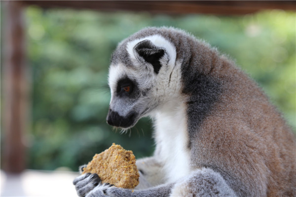 保護(hù)動(dòng)物 共享未來——青島森林野生動(dòng)物世界中秋國慶動(dòng)物世界科普研學(xué)季