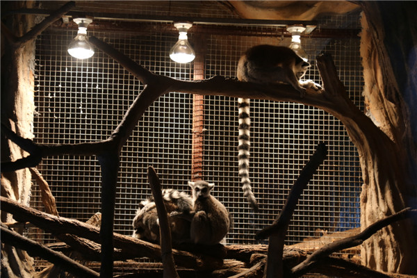 取暖神器上線，青島森林野生動(dòng)物世界開啟過冬模式