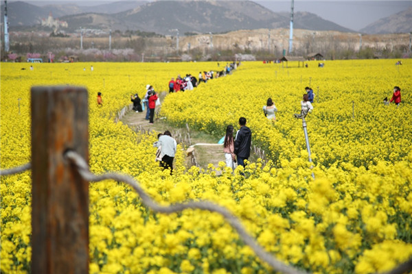 賞油菜花、游電影博物館 青島西海岸新區(qū)“電影之旅”3月開啟