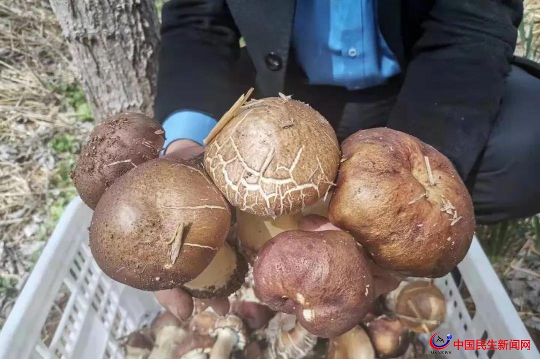 山東濰坊昌樂縣紅河鎮(zhèn)庵泉村“林下掘金”撬動林下循環(huán)經(jīng)濟(jì)