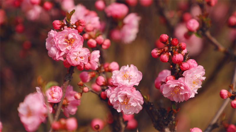 “凝聚精神的力量”恒星學(xué)院文化系列報道之二：建設(shè)健康永續(xù)的幸福大家庭