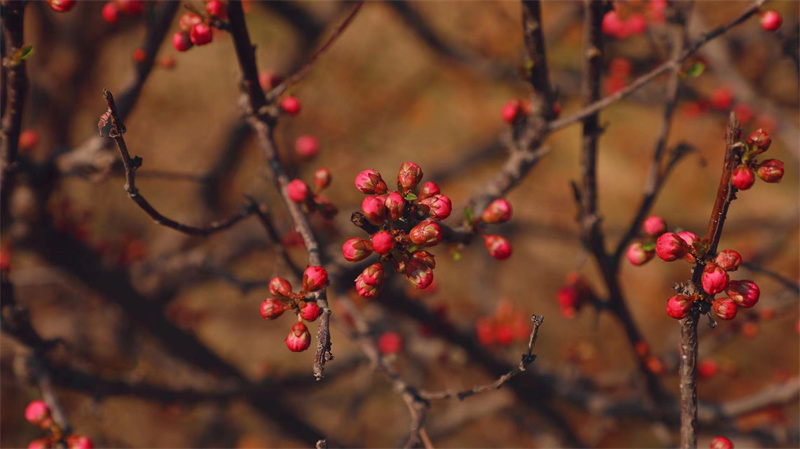 “凝聚精神的力量”恒星學(xué)院文化系列報道之三：恒星使命；讓人生更美好