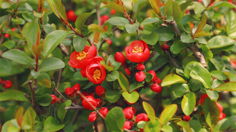 “凝聚精神的力量”恒星學(xué)院文化系列報道之四：“三度”追求是恒星最高理想