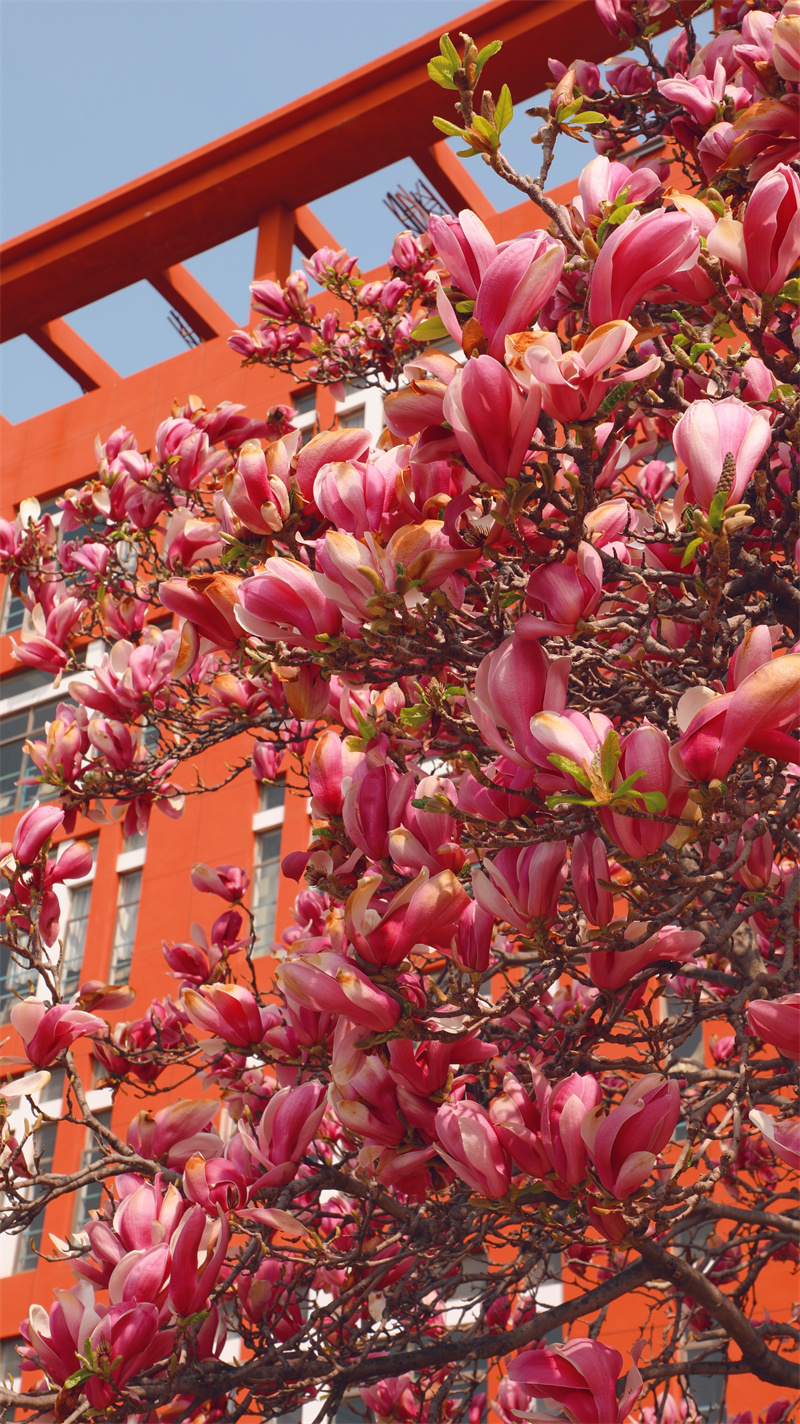 “凝聚精神的力量”恒星學院文化系列報道之十一：大學使命：造就卓越的應用型人才