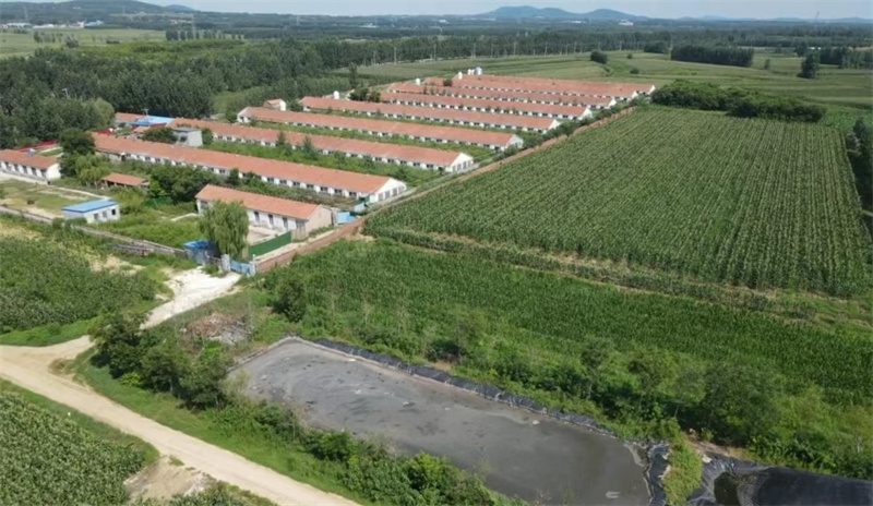 濰坊市昌樂(lè)縣喬官鎮(zhèn)某養(yǎng)豬場(chǎng)“病死豬”隨意丟棄 誰(shuí)來(lái)監(jiān)管？