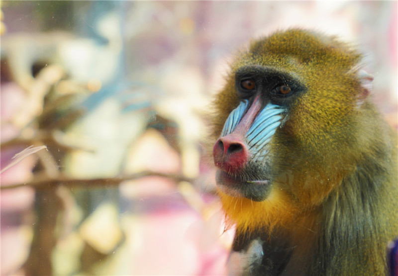 歡樂迎新年 遇“健”小珠山 山魈、狒狒、馬來熊入住青島森林野生動(dòng)物世界