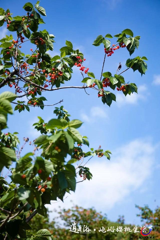 紅了櫻桃，恣了游客，富了村民 ——“山色峪櫻桃生活節(jié)”圓滿收官