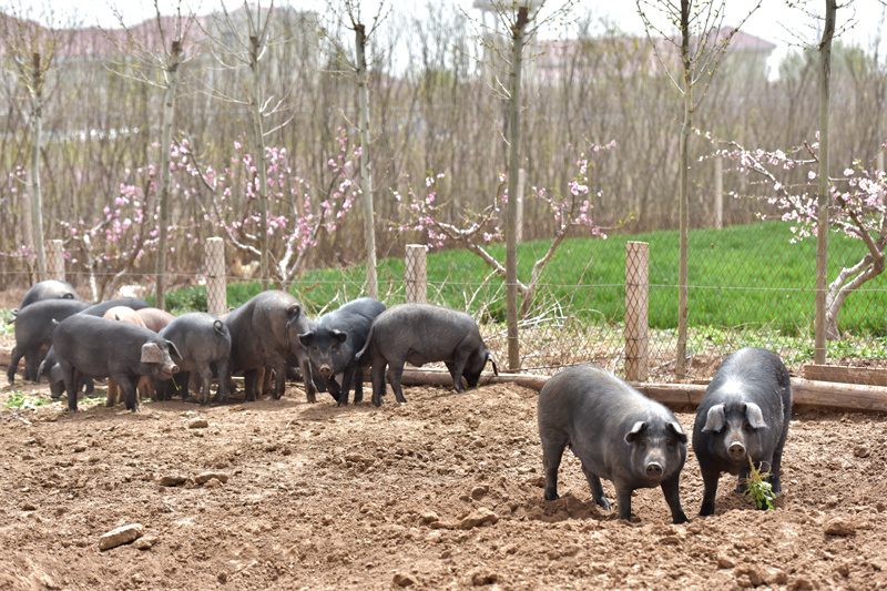 即墨靈山腳下崛起＂黑豬王國(guó)＂：陽(yáng)光農(nóng)場(chǎng)打造半島生態(tài)養(yǎng)殖新標(biāo)桿