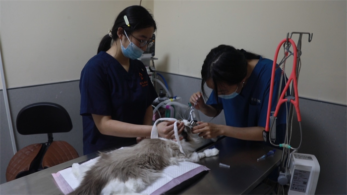 青島市嶗山區(qū)：海洋生物材料撬動寵物經(jīng)濟(jì)新賽道